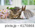 仲良し子猫とミニウサギ