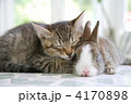 仲良し子猫とミニウサギ