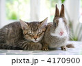 仲良し子猫とミニウサギ