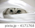シーツをかぶる猫