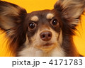 ドアップのチワックス