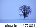 哲学の木