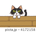 塀から覗く猫