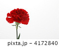 赤いカーネーション花より