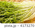 水菜