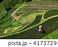 丸山千枚田