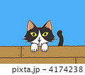 顔を出す猫
