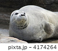 4174264