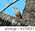 ムクドリ（椋鳥）