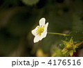 4176516