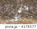 雪のコミミズク