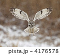 雪のコミミズク