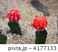 ギムノカリウム１