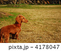 犬