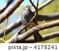 ヒヨドリ