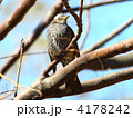 ヒヨドリ