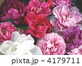 牡丹の花色々