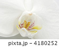 胡蝶蘭