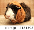 4181308