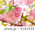 塩竈桜