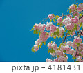 塩釜桜