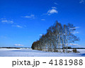 白樺と空