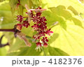 カエデの花と実
