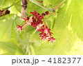 カエデの花と実