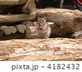 お食事中のリス