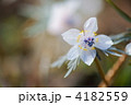 4182559