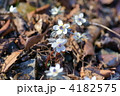 4182575