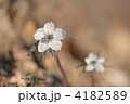4182589