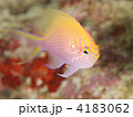 ハナゴンベ