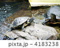 ミドリガメ