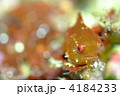 ダンゴウオ