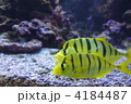 4184487