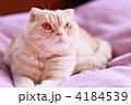 顔をあげる猫