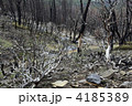 北米の山火事の爪跡