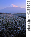 霜の茶畑と紅富士-3847