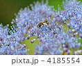 紫陽花