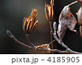 ユリノキ実殻