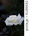 神代植物公園の白色の薔薇の花・ブライダルホワイト 