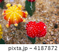 ギムノカリキウム9