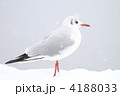 ユリカモメ