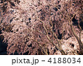 夜桜