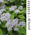 大原三千院の山紫陽花