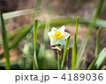 早春を告げるスイセンの花