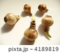 春　芽が出たスイセンの球根