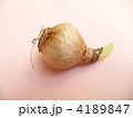 スイセンの球根　発芽　発根