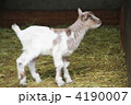 4190007